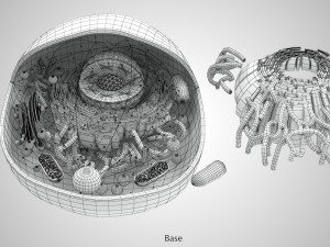 Animal Cell Structure 3Dモデル