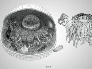 Estructura celular animal Modelo 3D