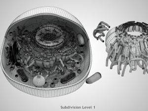 Animal Cell Structure 3Dモデル