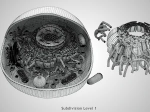 Estructura celular animal Modelo 3D