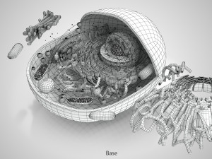 Animal Cell Structure 3Dモデル