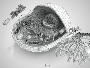 Estructura celular animal Modelo 3D