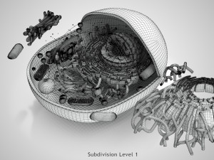 Animal Cell Structure 3Dモデル