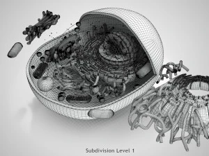 Estructura celular animal Modelo 3D