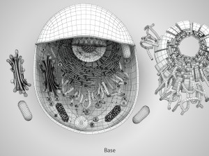 Animal Cell Structure 3Dモデル