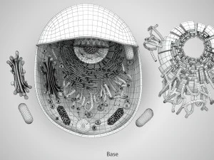 Estructura celular animal Modelo 3D
