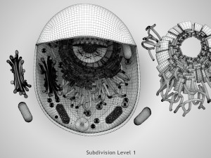Animal Cell Structure 3Dモデル