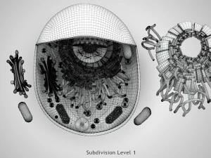 Estructura celular animal Modelo 3D
