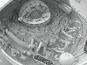 Animal Cell Structure 3Dモデル