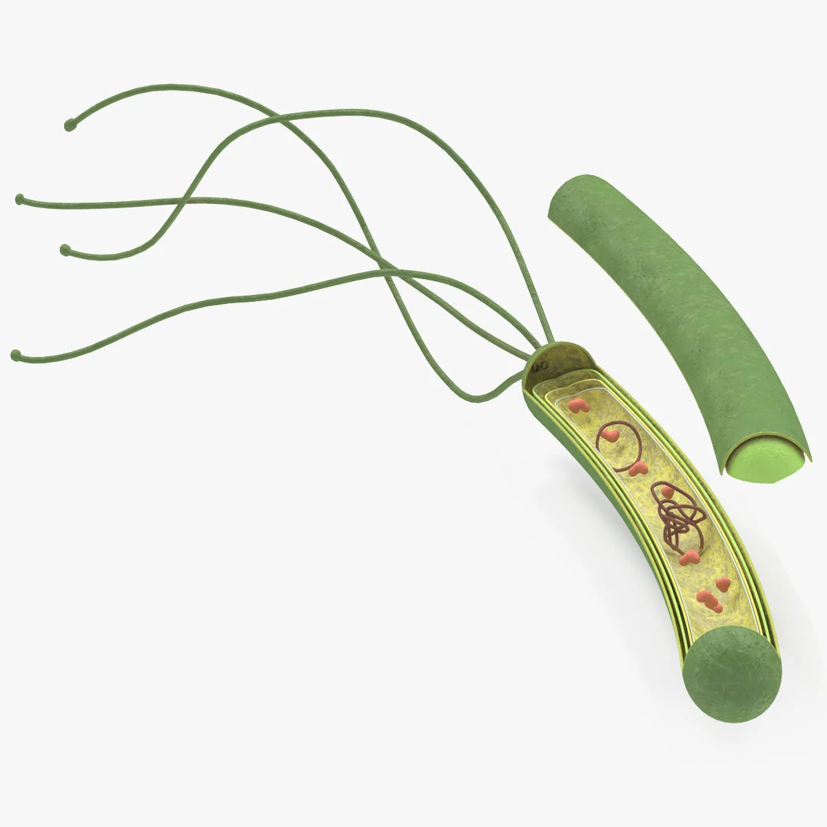Prokaryotic Structure 3D Model .c4d .max .obj .3ds .fbx .stl .blend 