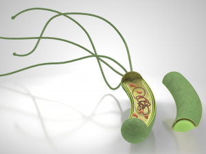 Prokaryotic Structure 3D Модель