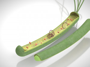 Prokaryotic Structure 3D Модель
