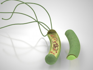 Prokaryotic Structure 3D Модель