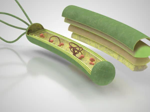 Prokaryotic Structure 3D Model