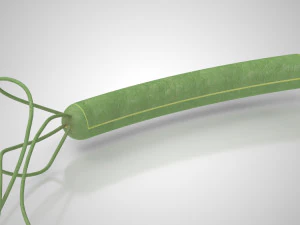 Prokaryotic Structure 3D Model