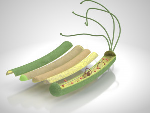 Prokaryotic Structure 3D Модель