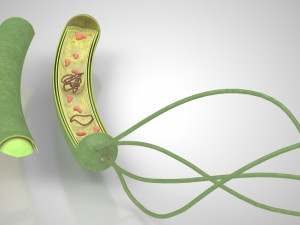 Prokaryotic Structure 3D Модель