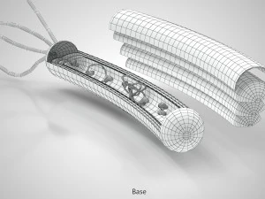 Prokaryotic Structure 3D Model
