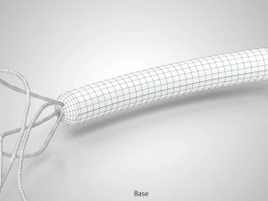 Prokaryotic Structure 3D Model