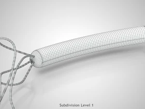 Prokaryotic Structure 3D Model