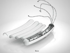Prokaryotic Structure 3D Model