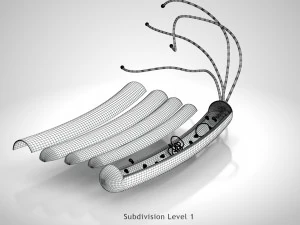 Prokaryotic Structure 3D Model