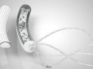 Prokaryotic Structure 3D Модель
