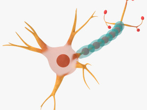 Neuron Cell Anatomy Modelo 3D