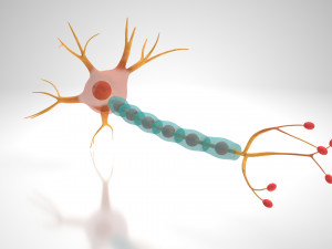 Neuron Cell Anatomy 3D Модель