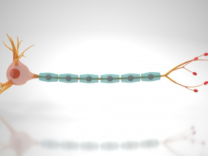 Neuron Cell Anatomy 3D Модель