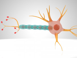 Neuron Cell Anatomy 3D Модель