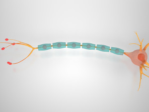 Neuron Cell Anatomy 3D Модель
