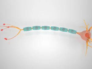 Anatomie van neuronencellen 3D Model