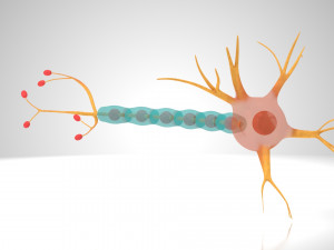 Neuron Cell Anatomy 3D Модель