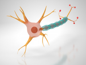 Neuron Cell Anatomy 3D Модель