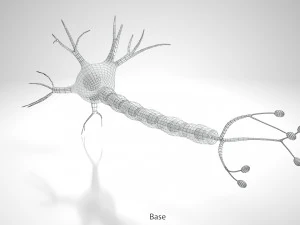Anatomie van neuronencellen 3D Model
