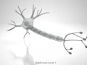 Anatomie van neuronencellen 3D Model