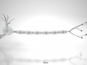 Neuron Cell Anatomy 3D Модель
