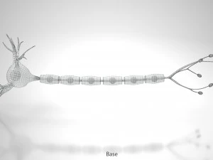 Anatomie van neuronencellen 3D Model