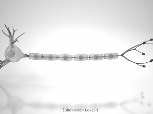 Neuron Cell Anatomy 3D Модель