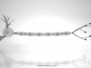 Anatomie van neuronencellen 3D Model
