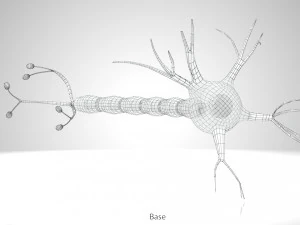 Anatomie van neuronencellen 3D Model