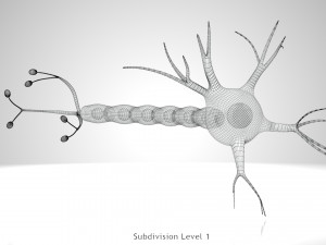 Neuron Cell Anatomy 3D Модель