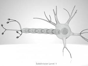 Anatomie van neuronencellen 3D Model