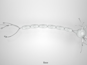 Neuron Cell Anatomy 3D Модель