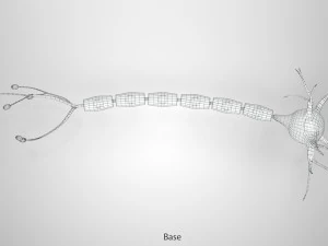 Anatomie van neuronencellen 3D Model