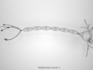 Neuron Cell Anatomy 3D Модель
