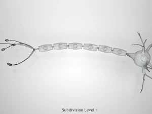 Anatomie van neuronencellen 3D Model
