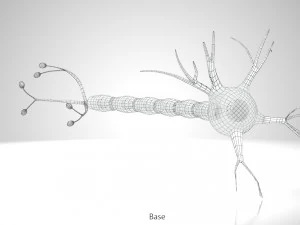 Anatomie van neuronencellen 3D Model