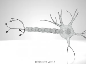 Anatomie van neuronencellen 3D Model